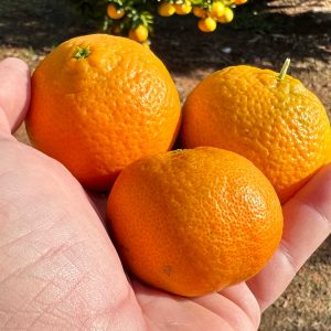 Frische Mandarinen 5kg
